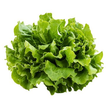 Living Hydroponic Boston Lettuce