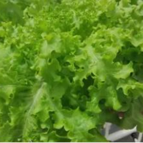 Living Hydroponic Loose Leaf Lettuce