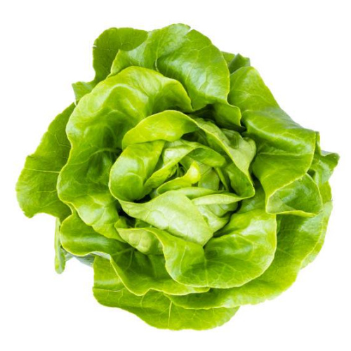 Living Hydroponic Butter Crunch lettuce