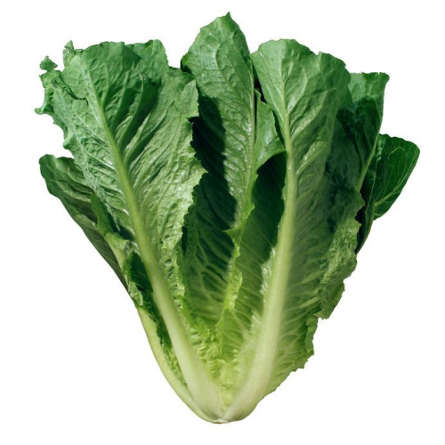 Living Hydroponic Romaine Lettuce
